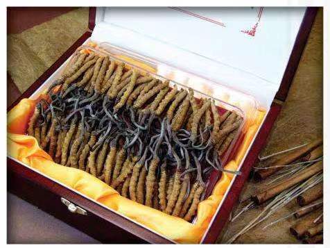 张金镇冬虫夏草回收